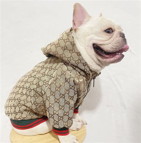 gucci dog jackets